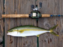 Yellowtail_Crystal Pier_2015_Angel.Hernandez_1_X.jpg