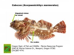 Scorpaenichthys_marmoratus.jpg
