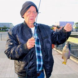 Striped.Seaperch_Eureka.Boardwalk_2016.10.1.2 .jpg