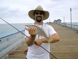 Yellowfin Croaker_SCP_2010_DomphaBen.jpg