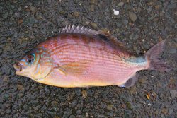 Rainbow Perch_FB_2007.1.jpg