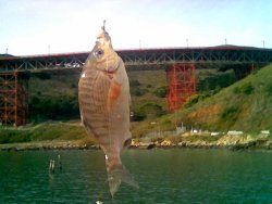 Rainbow Perch_FB_2007_2.jpg