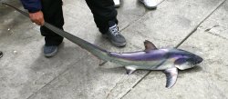 Thresher_Pacifica.P_2006.1.JPG