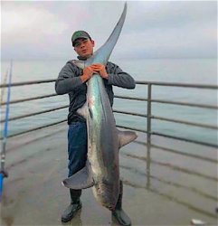 Thresher_HBPier_Joe.1.jpg