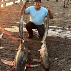 Thresher.shark_Goleta.4.2017.jpg