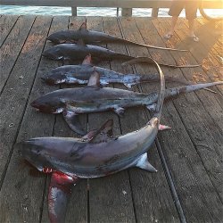 Thresher.shark_Goleta.5.2018.jpg