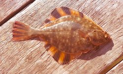 Starry.Flounder.2_Josephs.Pier.1975.jpg