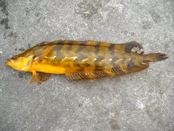 Giant.Kelpfish_Cabrillo.Mole_2009.1 copy.jpg