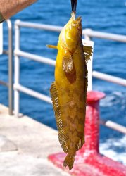 Giant.Kelpfish_Cabrollo.Mole_2010_Yellow.phase.1 copy.jpg