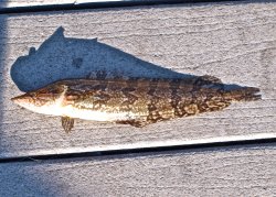 Giant.Kelpfish_Oceanside.H.P_2012.1 copy.jpg