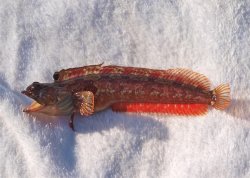 Onespot Fringehead_Goleta_2013_7.6_4 copy.jpg