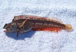 Onespot Fringehead_Avila_2013_1c copy.jpg