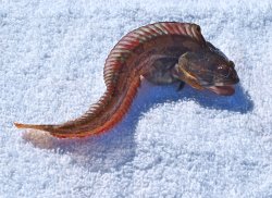 Onespot Fringehead_Avila_2013_1a copy.jpg