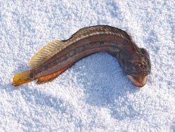 Onespot Fringehead_MBNT_2012.9_2d copy.jpg