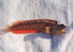 Onespot Fringehead_Stearns_P7060758 copy.jpg