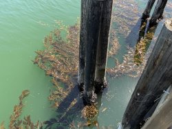 PSL_2025.8_2_Kelp copy.jpg