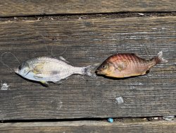 PSL_2025.8_Perch copy.jpg