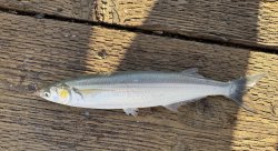 Pismo_2025.8_Jacksmelt.1 copy.jpg