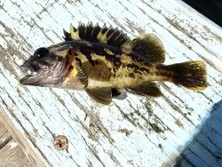 MBST_2025.8_Black and Yellow Rockfish.1 copy.jpg