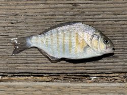 Cayucos_2025.8_Barred Surfperch copy.jpg