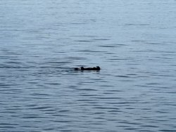 MBNT_2025.8_Otter.2 copy.jpg