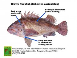 Sebastes_auriculatus.jpg