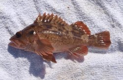 Brown.Rockfish_SCP_2013_2 copy.jpg