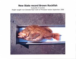 Brown_RF_Record_1a copy.jpg