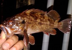 Brown.Rockfish_Hermosa.Beach.P_2010_sectpr_one.jpg