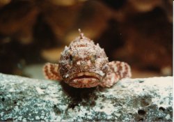 Scorpionfish.JPG