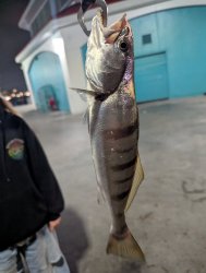 WSB_HBPier_2025.8_Justin Gardiner.jpg