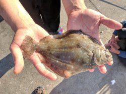 Turbot_Balboa_2022.6_Angler67 copy.jpg