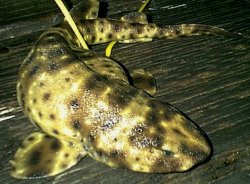 1. Swell_Shark_Cayucos__Pier_2003-620x456.jpg