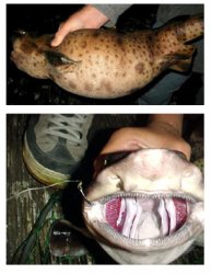 3. Swell_shark_1_Goleta_02.jpg