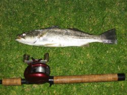 Shortfin Corvina_Spanish.Landing_2004_zenbassr.jpg