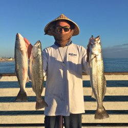 Shortfin Corvina_Crystal_Angel H.jpg