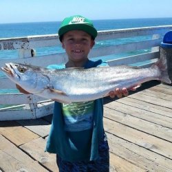 Shortfin Corvina_Crystal_2016.7.28b.Alex.jpg