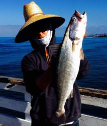 Shortfin Corvina_Crystal_2017.6_Angel_Live queenfish.jpg