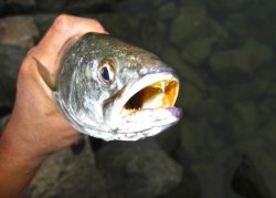 Shortfin Corvina_Embarcadeo.Marina_2004_Zenbassr.2.jpg