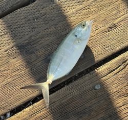 Green jack_Imperial Beach Pier_2025.10.jpg