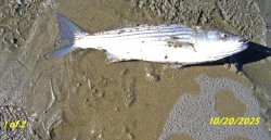 unfishable2.JPG