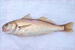 White.Croaker_Avila.P_2013.JPG