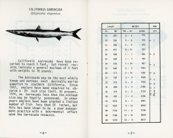 6-7. Barracuda.jpg