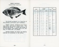 8-9. Barred Surfperch.jpg