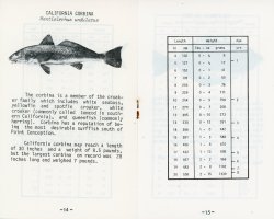 14-15. CA Corbina.jpg