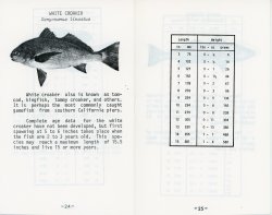 24-25. White  Croaker.jpg
