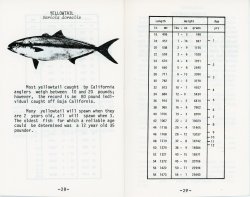 28-29. Yellowtail.jpg