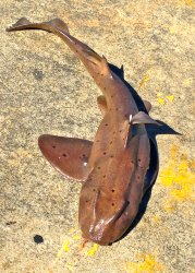 Horn.Shark_Cabrillo.Mole_2015.1.jpg