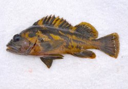 Black&Yellow.Rockfish_Morro.B.S.T_2014_2.jpg