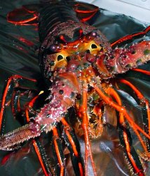 Lobster_SCP_Close.up.jpg